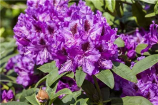 - Rhododendron 'Blue Peter'  - Rhododendron 'Blue Peter'