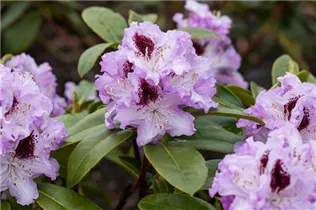 - Rhododendron 'Blue Peter'  - Rhododendron 'Blue Peter'