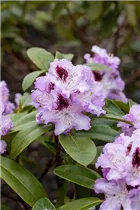- Rhododendron 'Blue Peter'  - Rhododendron 'Blue Peter'