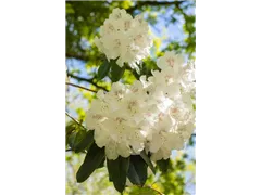 - Rhododendron 'Boddaertianum'  - Rhododendron 'Boddaertianum'