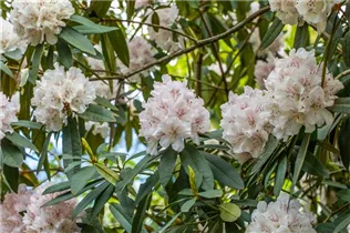 - Rhododendron 'Boddaertianum'  - Rhododendron 'Boddaertianum'
