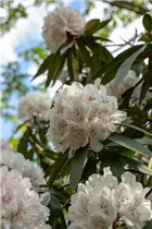 - Rhododendron 'Boddaertianum'  - Rhododendron 'Boddaertianum'