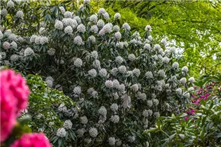 - Rhododendron 'Boddaertianum'  - Rhododendron 'Boddaertianum'