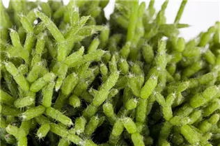 - Rhipsalis cereuscula 'Coral Shine'  - Rhipsalis cereuscula 'Coral Shine'