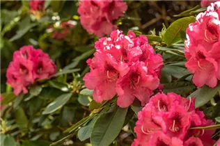  - Rhododendron 'Boskoop'