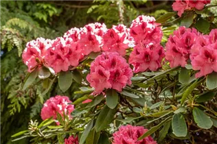  - Rhododendron 'Boskoop'