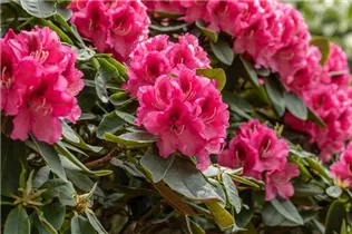  - Rhododendron 'Boskoop'