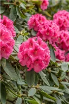  - Rhododendron 'Boskoop'