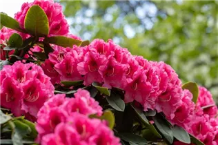  - Rhododendron 'Boskoop'