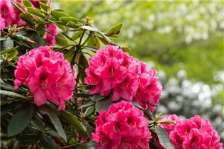  - Rhododendron 'Boskoop'