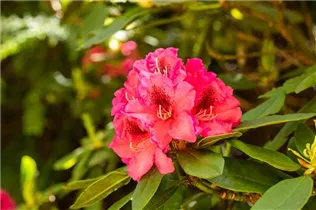  - Rhododendron 'Boskoop'