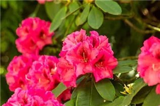  - Rhododendron 'Boskoop'