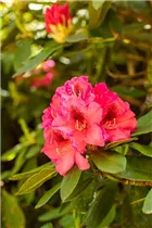  - Rhododendron 'Boskoop'