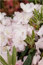  - Rhododendron brachycarpum 'Malpelo'