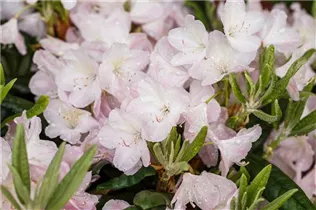  - Rhododendron brachycarpum 'Malpelo'