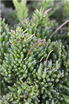  - Rhipsalis mesembryanthemoides