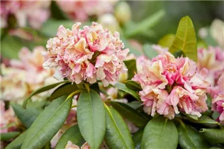 - Rhododendron 'Brasilia'