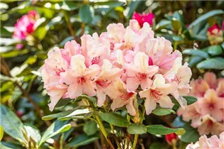  - Rhododendron 'Brasilia'