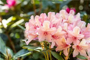  - Rhododendron 'Brasilia'