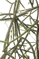  - Rhipsalis pilocarpa