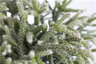  - Rhipsalis pilocarpa