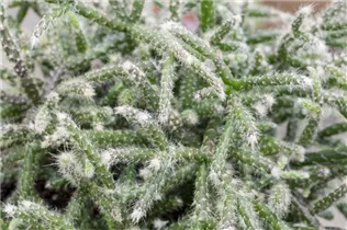  - Rhipsalis pilocarpa