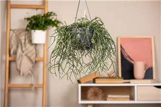  - Rhipsalis pilocarpa