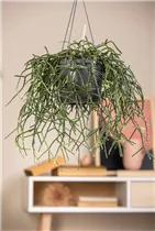  - Rhipsalis pilocarpa