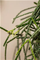  - Rhipsalis pilocarpa
