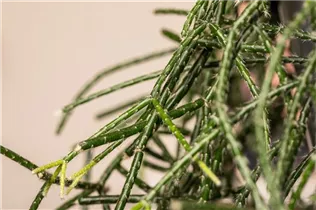 - Rhipsalis pilocarpa