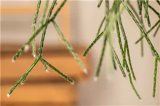  - Rhipsalis pilocarpa