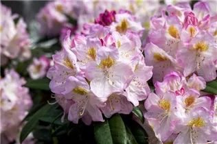  - Rhododendron 'Brigitte'
