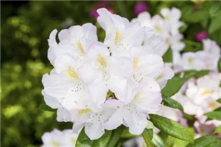  - Rhododendron 'Brigitte'