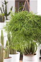  - Rhipsalis pulchra