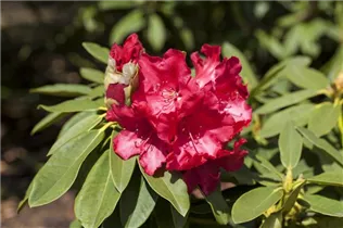  - Rhododendron 'Britannia'