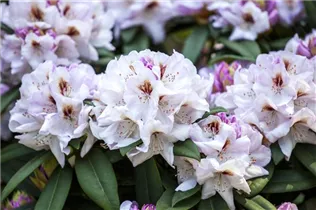  - Rhododendron 'Bruno Leipacher'