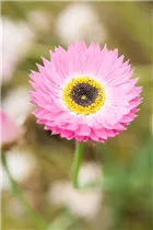  - Rhodanthe chlorocephala ssp. rosea