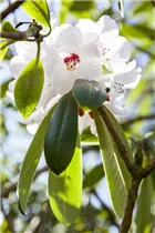  - Rhododendron calophytum