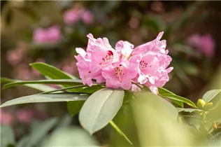  - Rhododendron calophytum