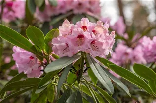  - Rhododendron calophytum