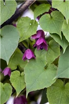  - Rhodochiton atrosanguineum 'Bell Vine'