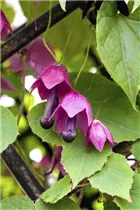  - Rhodochiton atrosanguineum 'Bell Vine'