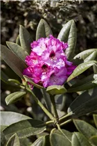  - Rhododendron calophytum 'Dominik'