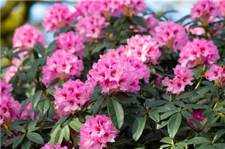  - Rhododendron calophytum 'Dominik'