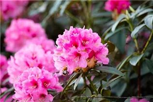  - Rhododendron calophytum 'Dominik'