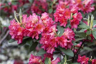 - Rhododendron 'Abendsonne'  - Rhododendron 'Abendsonne'
