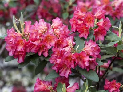 - Rhododendron 'Abendsonne'  - Rhododendron 'Abendsonne'