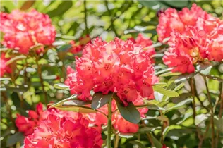 - Rhododendron 'Abendsonne'  - Rhododendron 'Abendsonne'