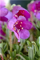 - Rhododendron campylogynum var. myrtilloides