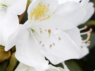 - Rhododendron 'Album Novum'  - Rhododendron 'Album Novum'